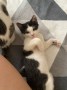 Tamba_Babuin (5)